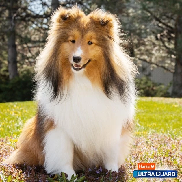 Hartz UltraGuard Plus Flea & Tick Spot Treatment for Dogs, 31-60 lbs 10 Hartz UltraGuard Plus Flea & Tick Spot Treatment for Dogs, 31-60 lbs - Image 8