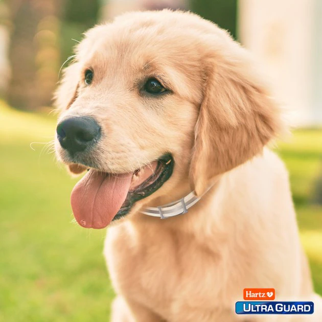 Hartz UltraGuard Plus Flea & Tick Collar for Dogs, Medium & Large Breeds 10 Hartz UltraGuard Plus Flea & Tick Collar for Dogs, Medium & Large Breeds - Image 8