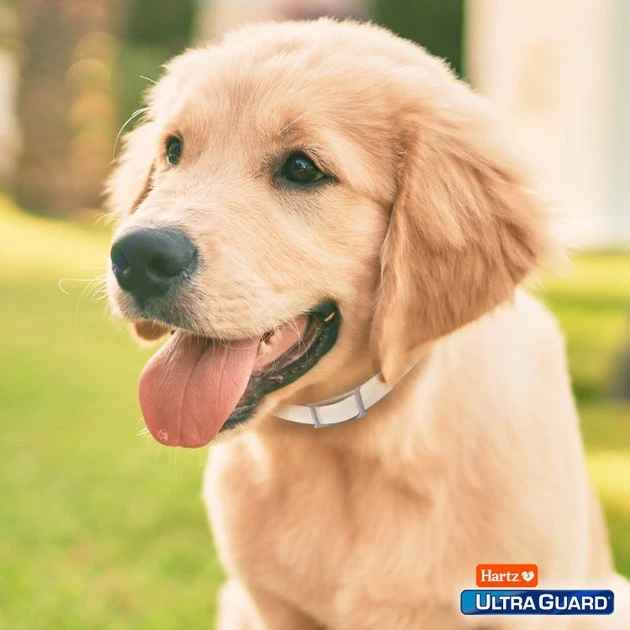 Hartz UltraGuard Plus Flea & Tick Collar for Dogs, Medium & Large Breeds 10 Hartz UltraGuard Plus Flea & Tick Collar for Dogs, Medium & Large Breeds - Image 8