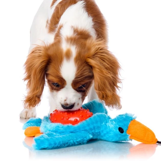 Hartz Squeak & Treat Duck Squeaky Treat Dispenser Dog Toy, Color Varies 6 Hartz Squeak & Treat Duck Squeaky Treat Dispenser Dog Toy, Color Varies - Image 4