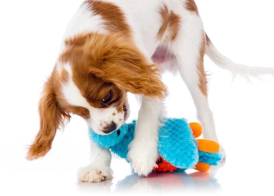 Hartz Squeak & Treat Duck Squeaky Treat Dispenser Dog Toy, Color Varies 7 Hartz Squeak & Treat Duck Squeaky Treat Dispenser Dog Toy, Color Varies - Image 5