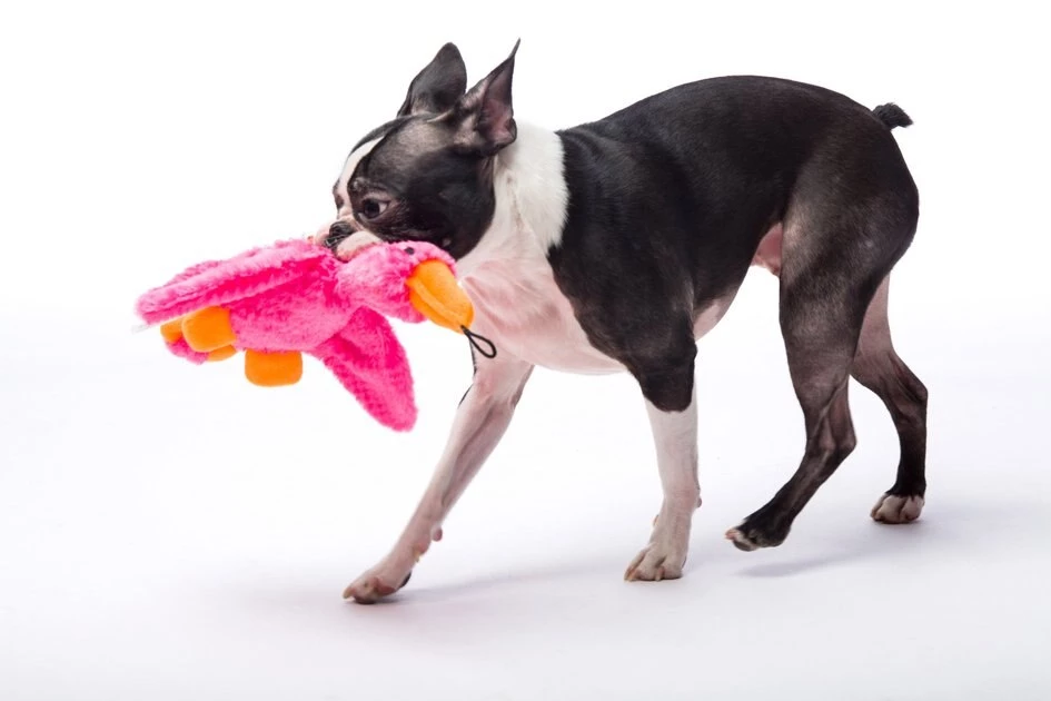 Hartz Squeak & Treat Duck Squeaky Treat Dispenser Dog Toy, Color Varies 11 Hartz Squeak & Treat Duck Squeaky Treat Dispenser Dog Toy, Color Varies - Image 9