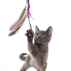 Hartz Just For Cats Kitty Caster Cat Wand Toy with Catnip, Color Varies -Hart FurHavOfficial Shop 139105 PT4. SY630 V1589230945