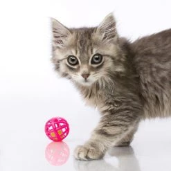 Hartz Just For Cats Toy Variety Pack, 13 count -Hart FurHavOfficial Shop 139111 PT3. SY630 V1589230986