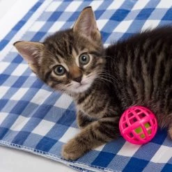 Hartz Just For Cats Toy Variety Pack, 13 count -Hart FurHavOfficial Shop 139111 PT5. SY630 V1589230999