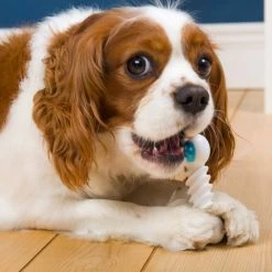 Hartz Chew 'n Clean Twisty Bone Bacon Scented Flexible Dog Chew Toy -Hart FurHavOfficial Shop 161034 PT3. SY630 V1589231485