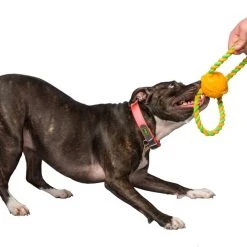 Hartz Dura Play Tug of Fun Double Ring Squeaky Latex Dog Toy -Hart FurHavOfficial Shop 161037 PT2. SY630 V1589231334