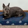 FurHaven Indoor/Outdoor Garden Cooling Gel Cat & Dog Bed w/Removable Cover