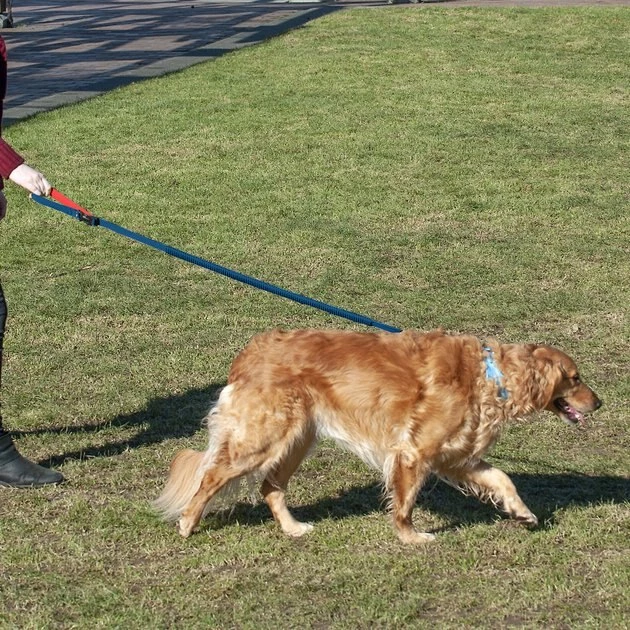 FurHaven Easy-Tether Reflective Bungee Dog Leash 5 FurHaven Easy-Tether Reflective Bungee Dog Leash - Image 3