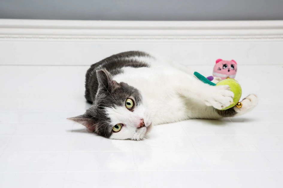 Hartz Cattraction Silver Vine & Catnip Plush Macaron Mice Cat Toy, 2 count 6 Hartz Cattraction Silver Vine & Catnip Plush Macaron Mice Cat Toy, 2 count - Image 4