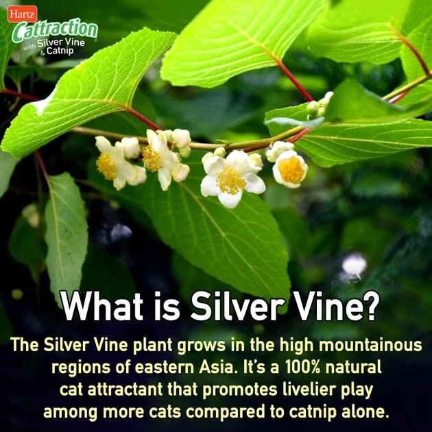 Hartz Cattraction Silver Vine & Catnip Plush Macaron Mice Cat Toy, 2 count 7 Hartz Cattraction Silver Vine & Catnip Plush Macaron Mice Cat Toy, 2 count - Image 5