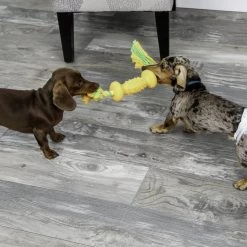 Hartz Disposable Male & Female Dog Diapers -Hart FurHavOfficial Shop 222801 PT3. SY630 V1649938012