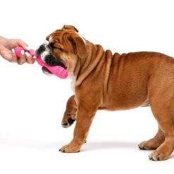 Hartz Dura Play Boomerang Bacon Scented Squeaky Latex Dog Toy, Color Varies -Hart FurHavOfficial Shop 222813 PT4. SY630 V1589231827