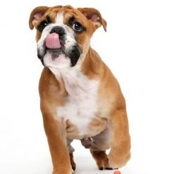 Hartz Tuff Stuff Treat Hogging Piglet Treat Dispenser Dog Toy, Color Varies -Hart FurHavOfficial Shop 222815 pt2. SY630 V1589231849