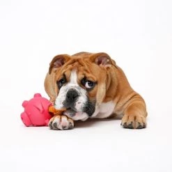 Hartz Tuff Stuff Treat Hogging Piglet Treat Dispenser Dog Toy, Color Varies -Hart FurHavOfficial Shop 222815 pt3. SY630 V1589231856