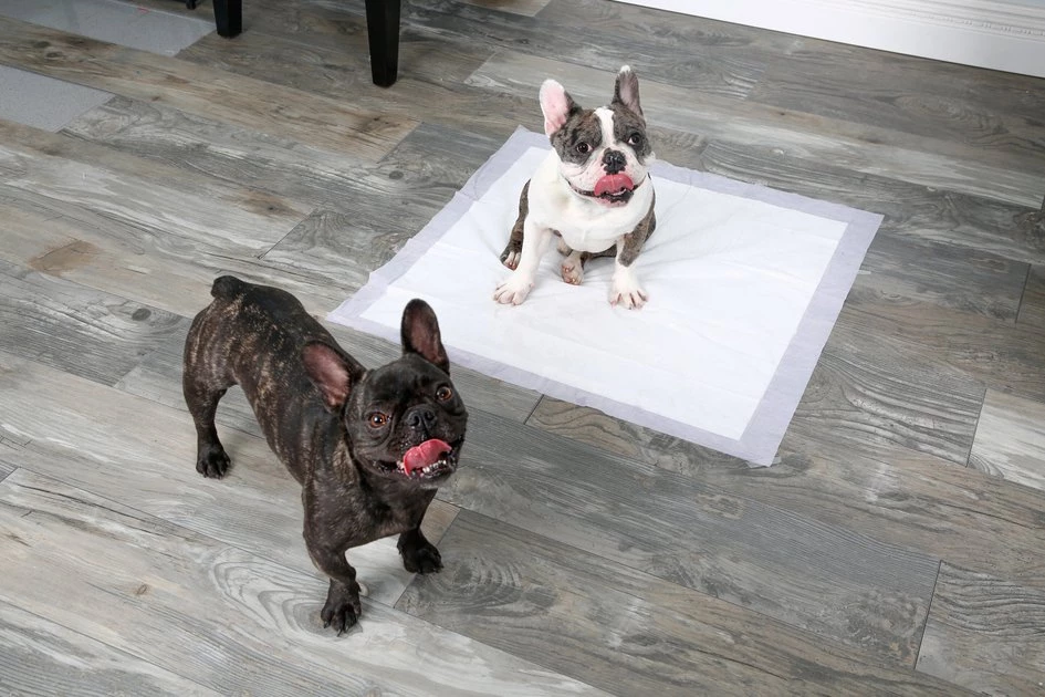 Hartz Home Protection Odor Eliminating Lavender Scent Dog Pads, XX-Large, 80 count 6 Hartz Home Protection Odor Eliminating Lavender Scent Dog Pads, XX-Large, 80 count - Image 4