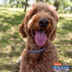 Hartz Ultra Guard ProMax Flea & Tick Collar for Dogs, 2 collars (12-mos. supply) -Hart FurHavOfficial Shop 277698 PT8. SY630 V1645220793