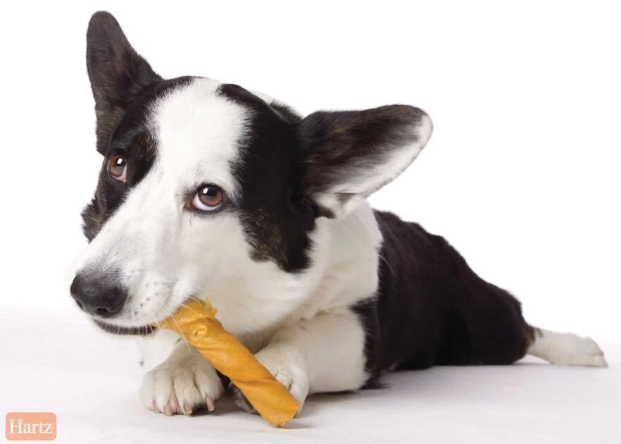 Hartz Oinkies Original Pig Skin Twists wtith Real Smoked Flavor Dog Treats, 40 count 5 Hartz Oinkies Original Pig Skin Twists wtith Real Smoked Flavor Dog Treats, 40 count - Image 3