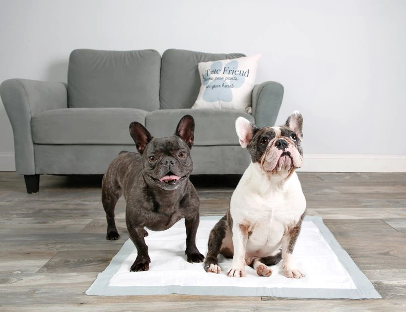 Hartz Home Protection Mountain Fresh Scent Odor Eliminating Dog Pads, XX-Large 8 Hartz Home Protection Mountain Fresh Scent Odor Eliminating Dog Pads, XX-Large - Image 6