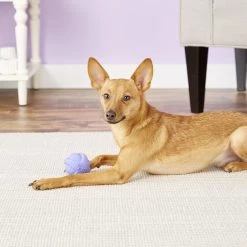 Hartz Dura Play Ball Squeaky Latex Dog Toy, Color Varies -Hart FurHavOfficial Shop 82658 PT2. SY630 V1589228544