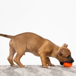 Hartz Dura Play Ball Squeaky Latex Dog Toy, Color Varies -Hart FurHavOfficial Shop 82658 PT3. SY630 V1589228555