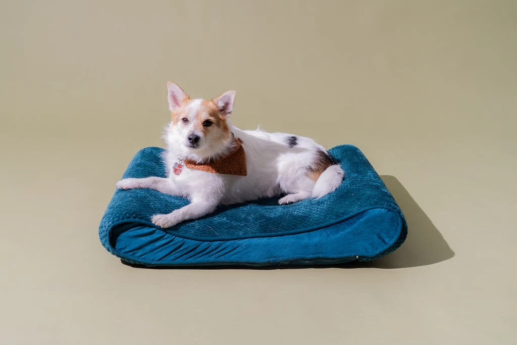 Hart FurHavOfficial Shop -Hart FurHavOfficial Shop dogbeds 2048px 9090